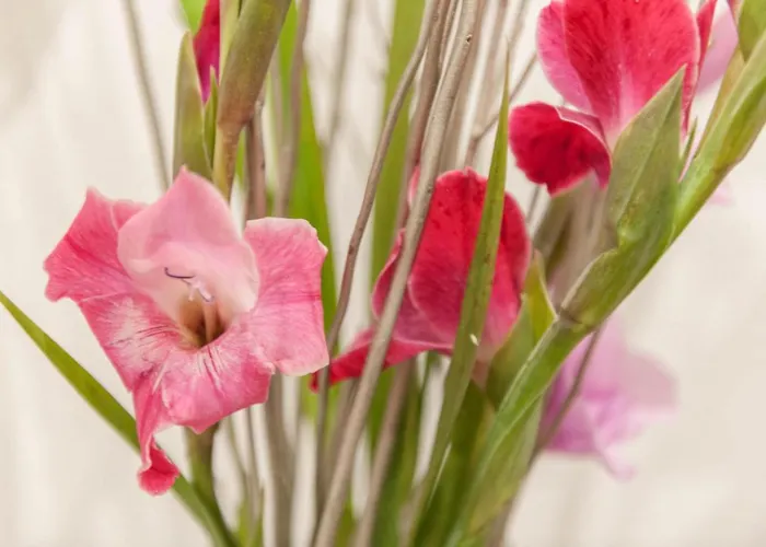 Mittendrin * Passavia